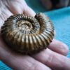 Strenoceras niortense, Dogger, Gruibingen