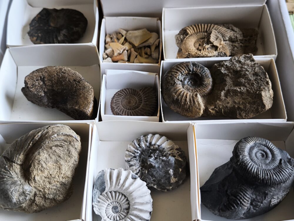 Kiste voller Fossilien, für Kids oder für Anfänger