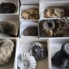 Kiste voller Fossilien, für Kids oder für Anfänger