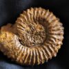 Strenoceras niortense, Dogger, Gruibingen