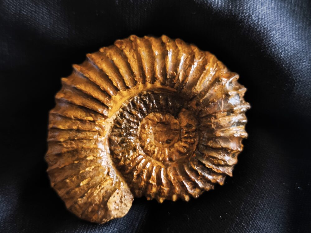Strenoceras niortense, Dogger, Gruibingen