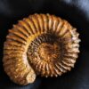 Strenoceras niortense, Dogger, Gruibingen