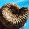 Stephanoceras sp. interessante Art, Dogger, Evrecy