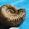 Stephanoceras sp. interessante Art, Dogger, Evrecy
