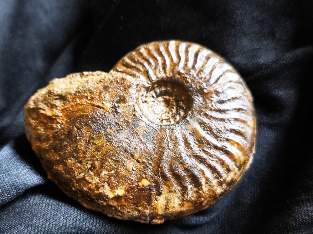 Brasilia decipiformis, Dogger, Geisingen an der Donau
