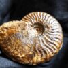 Brasilia decipiformis, Dogger, Geisingen an der Donau
