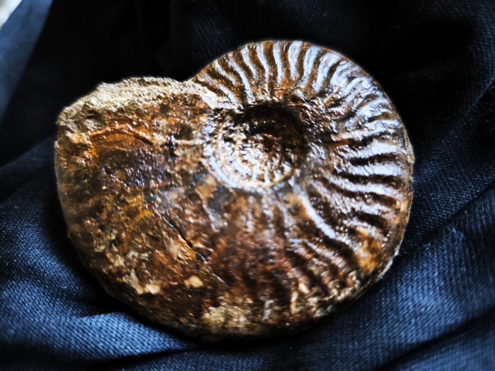Brasilia decipiformis, Dogger, Geisingen an der Donau