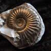 Amaltheus margaritatus, Lias, Lixhausen, Elsass * reserviert *