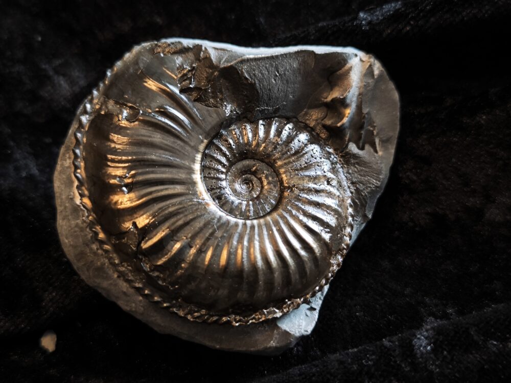 Amaltheus margaritatus, Lias, Lixhausen, Elsass * reserviert *