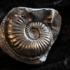 Amaltheus margaritatus, Lias, Lixhausen, Elsass * reserviert *