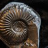 Amaltheus margaritatus, Lias, Lixhausen, Elsass * reserviert *
