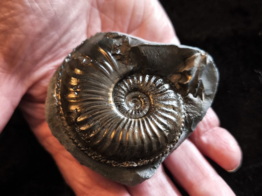 Amaltheus margaritatus, Lias, Lixhausen, Elsass * reserviert *