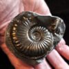 Amaltheus margaritatus, Lias, Lixhausen, Elsass * reserviert *