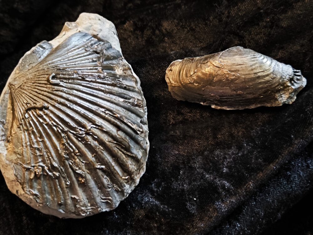 Zwei Muscheln, eine Pectinide, die andere ist mir unbekannt, Lias , Lixhausen * reserviert *