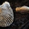 Zwei Muscheln, eine Pectinide, die andere ist mir unbekannt, Lias , Lixhausen * reserviert *