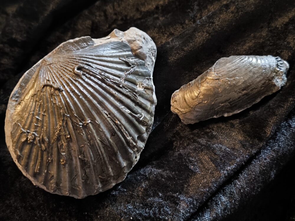 Zwei Muscheln, eine Pectinide, die andere ist mir unbekannt, Lias , Lixhausen * reserviert *