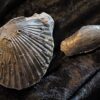Zwei Muscheln, eine Pectinide, die andere ist mir unbekannt, Lias , Lixhausen * reserviert *