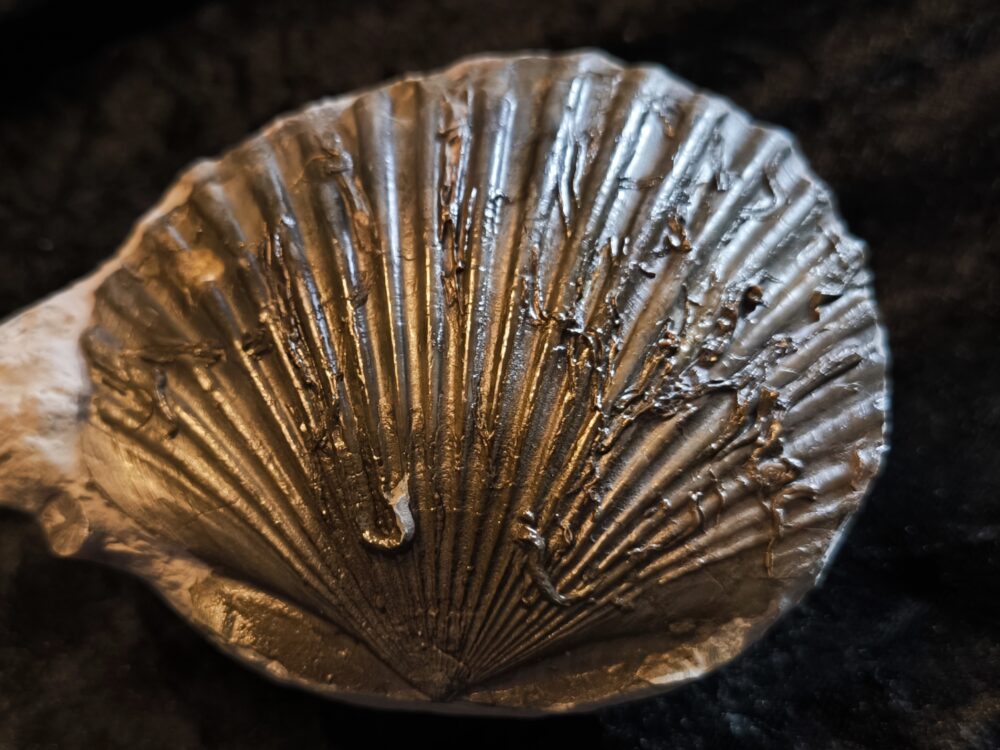Zwei Muscheln, eine Pectinide, die andere ist mir unbekannt, Lias , Lixhausen * reserviert *