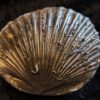 Zwei Muscheln, eine Pectinide, die andere ist mir unbekannt, Lias , Lixhausen * reserviert *