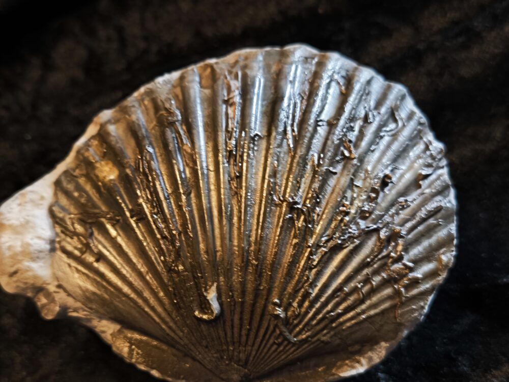 Zwei Muscheln, eine Pectinide, die andere ist mir unbekannt, Lias , Lixhausen * reserviert *