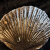 Zwei Muscheln, eine Pectinide, die andere ist mir unbekannt, Lias , Lixhausen * reserviert *