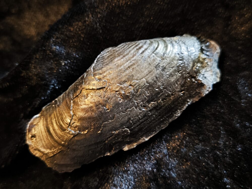 Zwei Muscheln, eine Pectinide, die andere ist mir unbekannt, Lias , Lixhausen * reserviert *