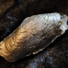 Zwei Muscheln, eine Pectinide, die andere ist mir unbekannt, Lias , Lixhausen * reserviert *