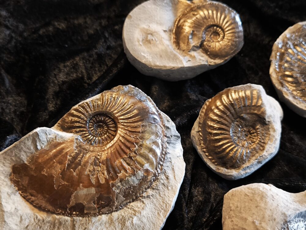Konvolut Amaltheen, Lias, Lixhausen, Elsass