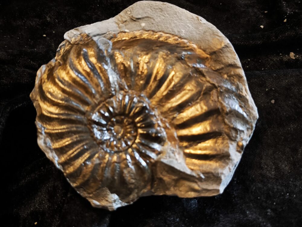 Amaltheus gibbosus, Lias, Lixhausen, Elsass