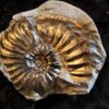 Amaltheus gibbosus, Lias, Lixhausen, Elsass