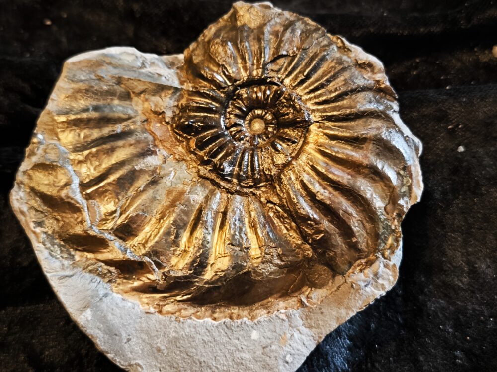 Amaltheus gibbosus, Lias, Lixhausen, Elsass