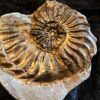 Amaltheus gibbosus, Lias, Lixhausen, Elsass