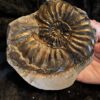 Amaltheus gibbosus, Lias, Lixhausen, Elsass