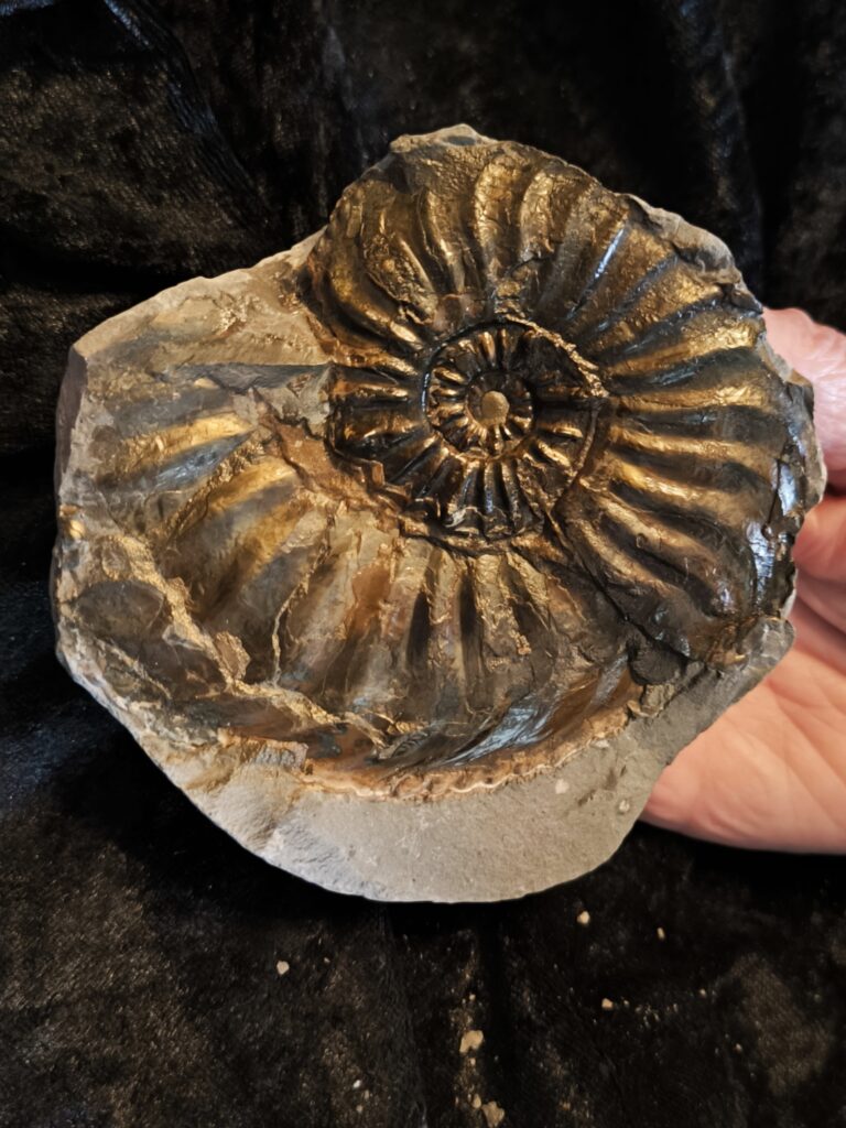 Amaltheus gibbosus, Lias, Lixhausen, Elsass