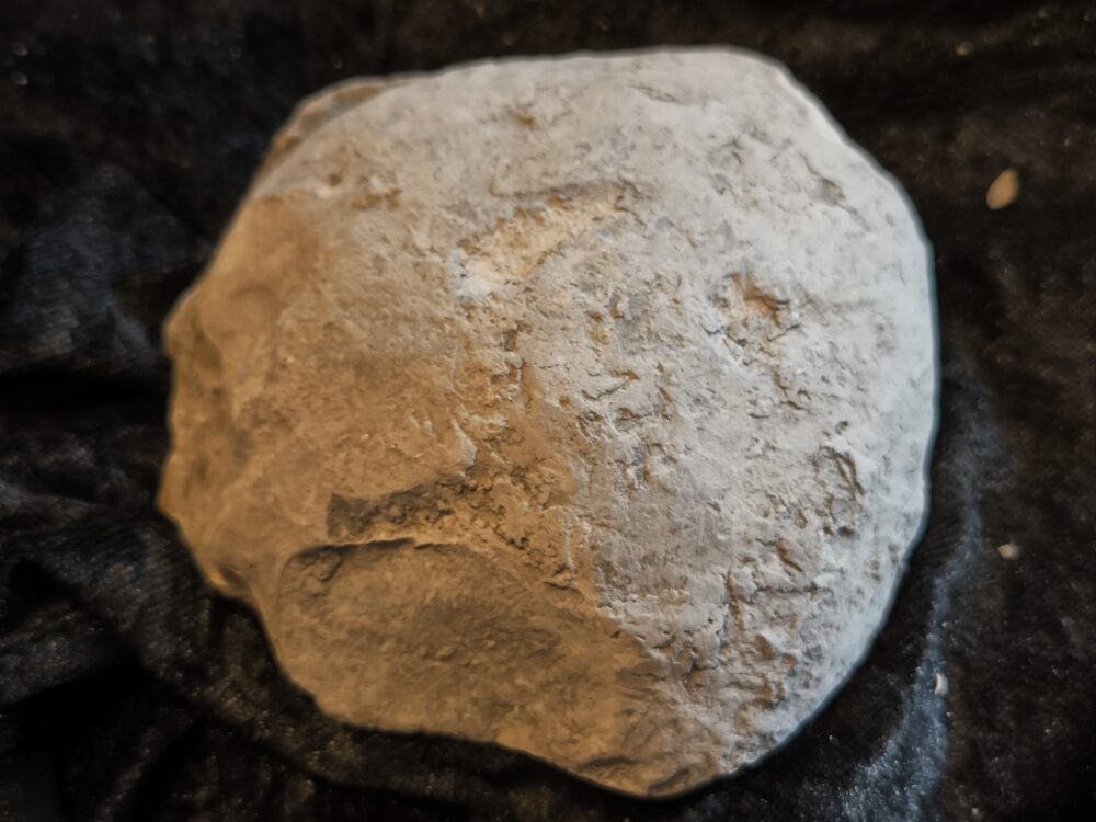 Amaltheus gibbosus, Lias, Lixhausen, Elsass