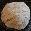Amaltheus gibbosus, Lias, Lixhausen, Elsass