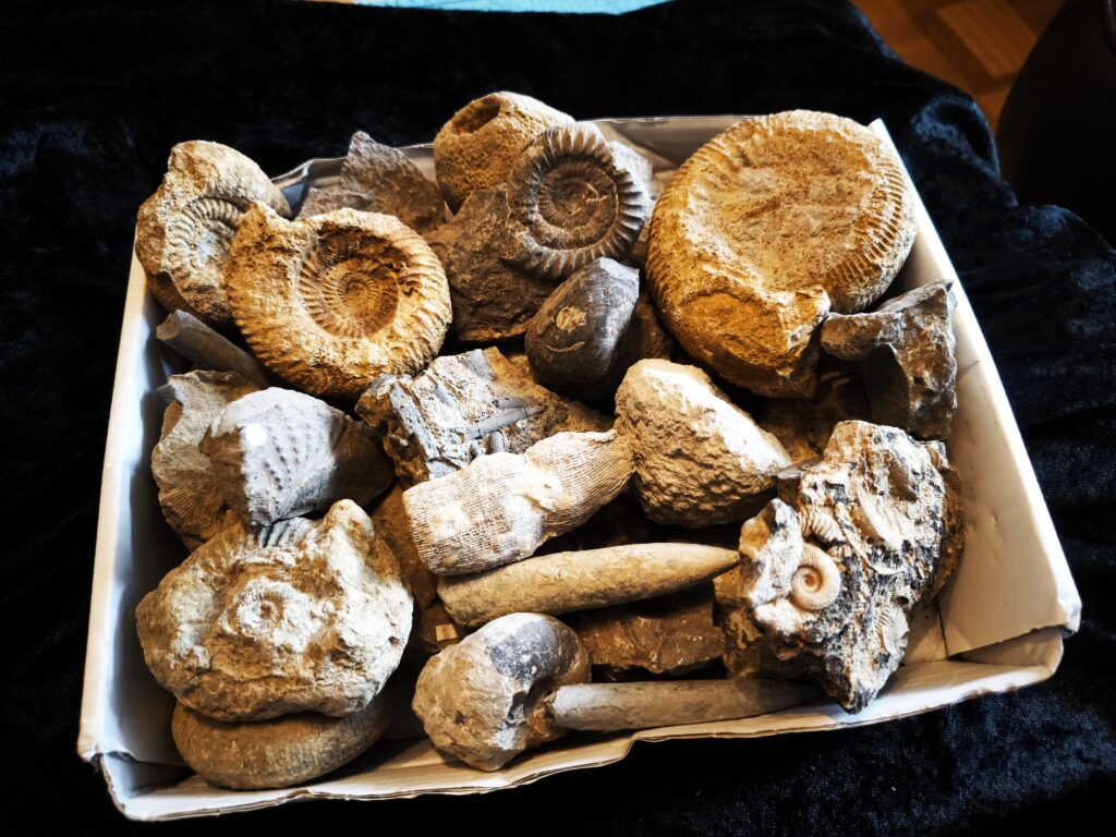 Schachtel mit über 30 Jurafossilien