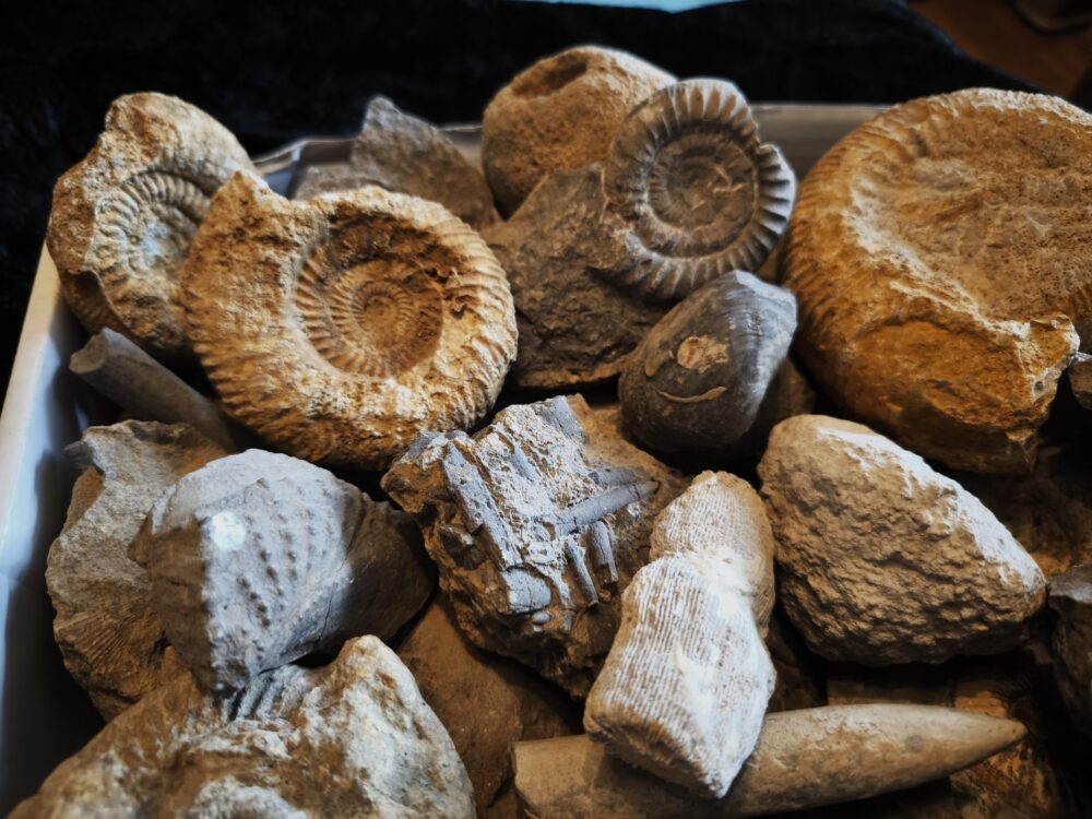 Schachtel mit über 30 Jurafossilien