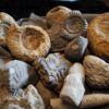Schachtel mit über 30 Jurafossilien