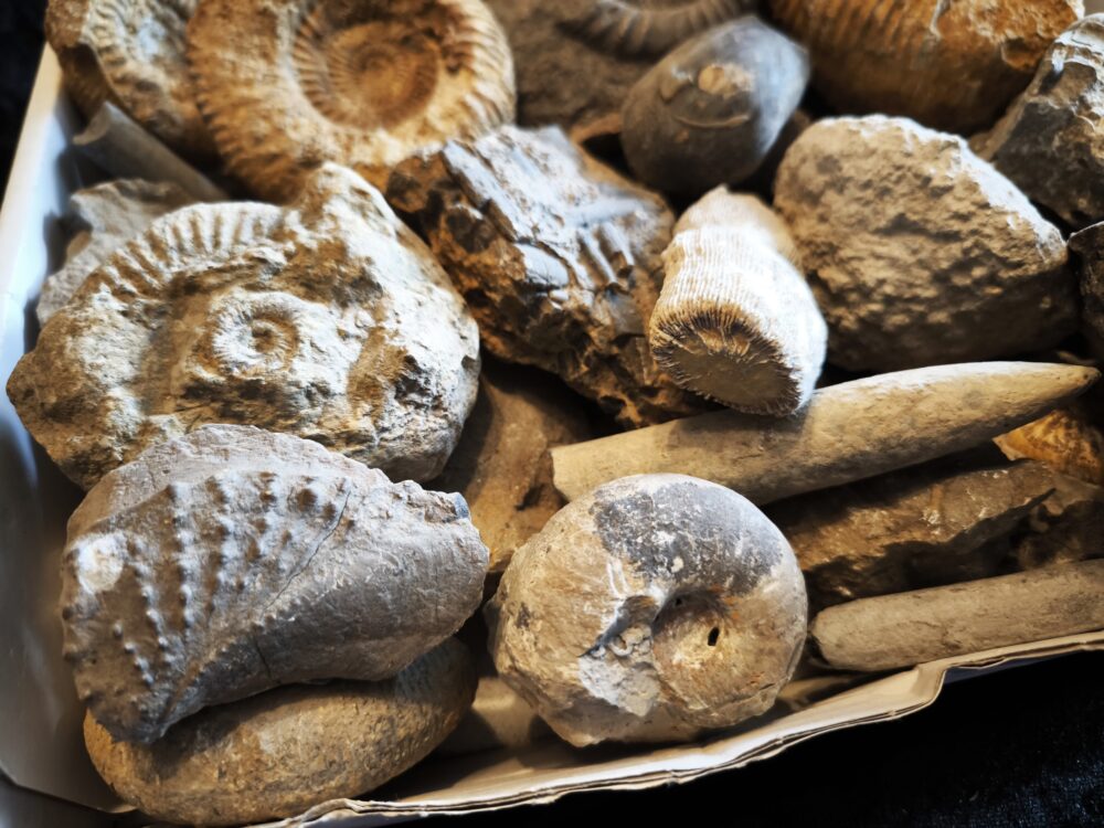 Schachtel mit über 30 Jurafossilien