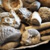 Schachtel mit über 30 Jurafossilien