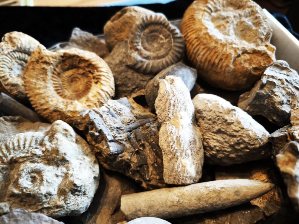 Schachtel mit über 30 Jurafossilien