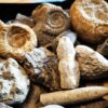 Schachtel mit über 30 Jurafossilien