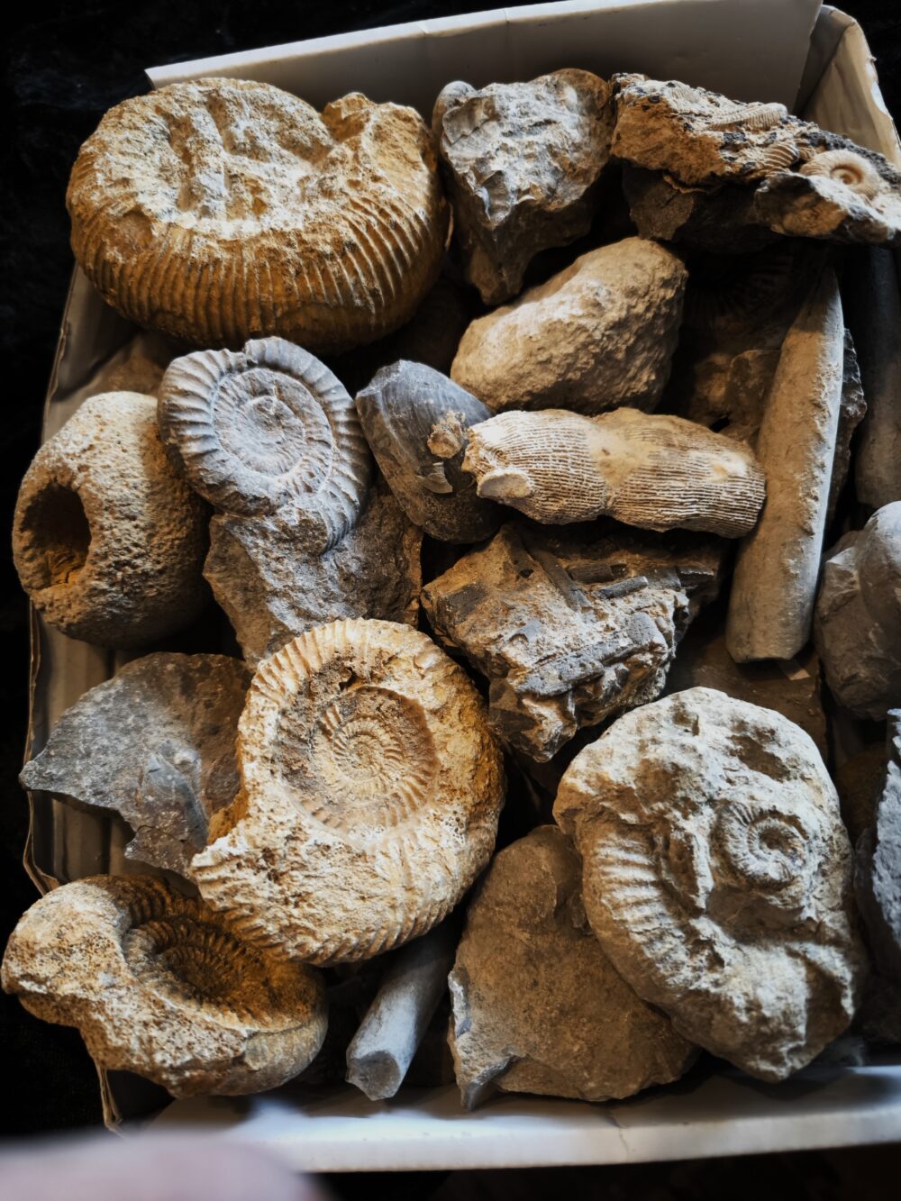 Schachtel mit über 30 Jurafossilien