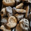 Schachtel mit über 30 Jurafossilien