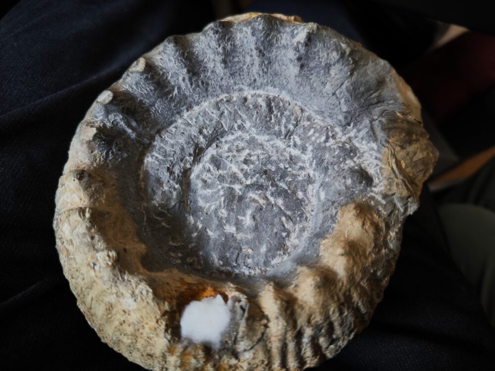 Teloceras coronatum, Dogger, nur anpräpariert, Dogger, Gruibingen