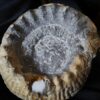 Teloceras coronatum, Dogger, nur anpräpariert, Dogger, Gruibingen