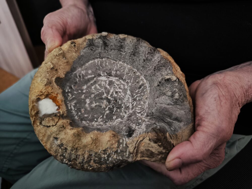Teloceras coronatum, Dogger, nur anpräpariert, Dogger, Gruibingen