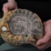 Teloceras coronatum, Dogger, nur anpräpariert, Dogger, Gruibingen
