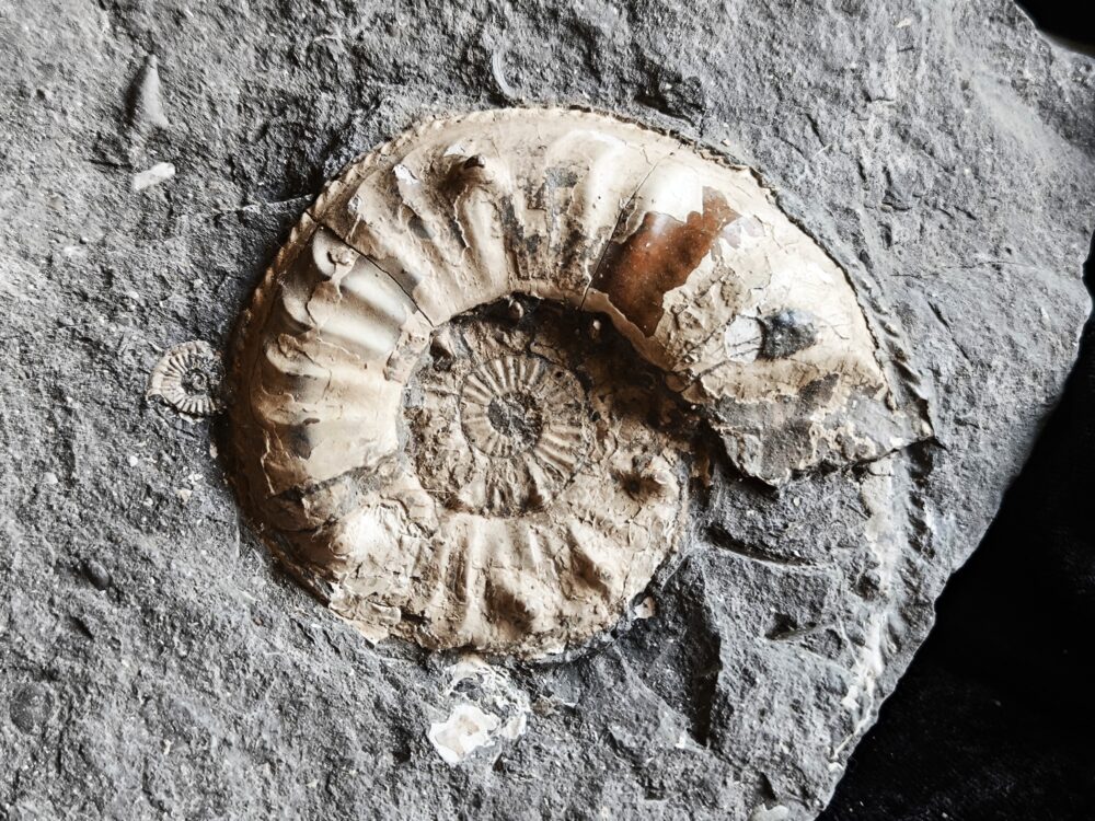 Sehr großer Pleuroceras salebrosum, Lias, Buttenheim.